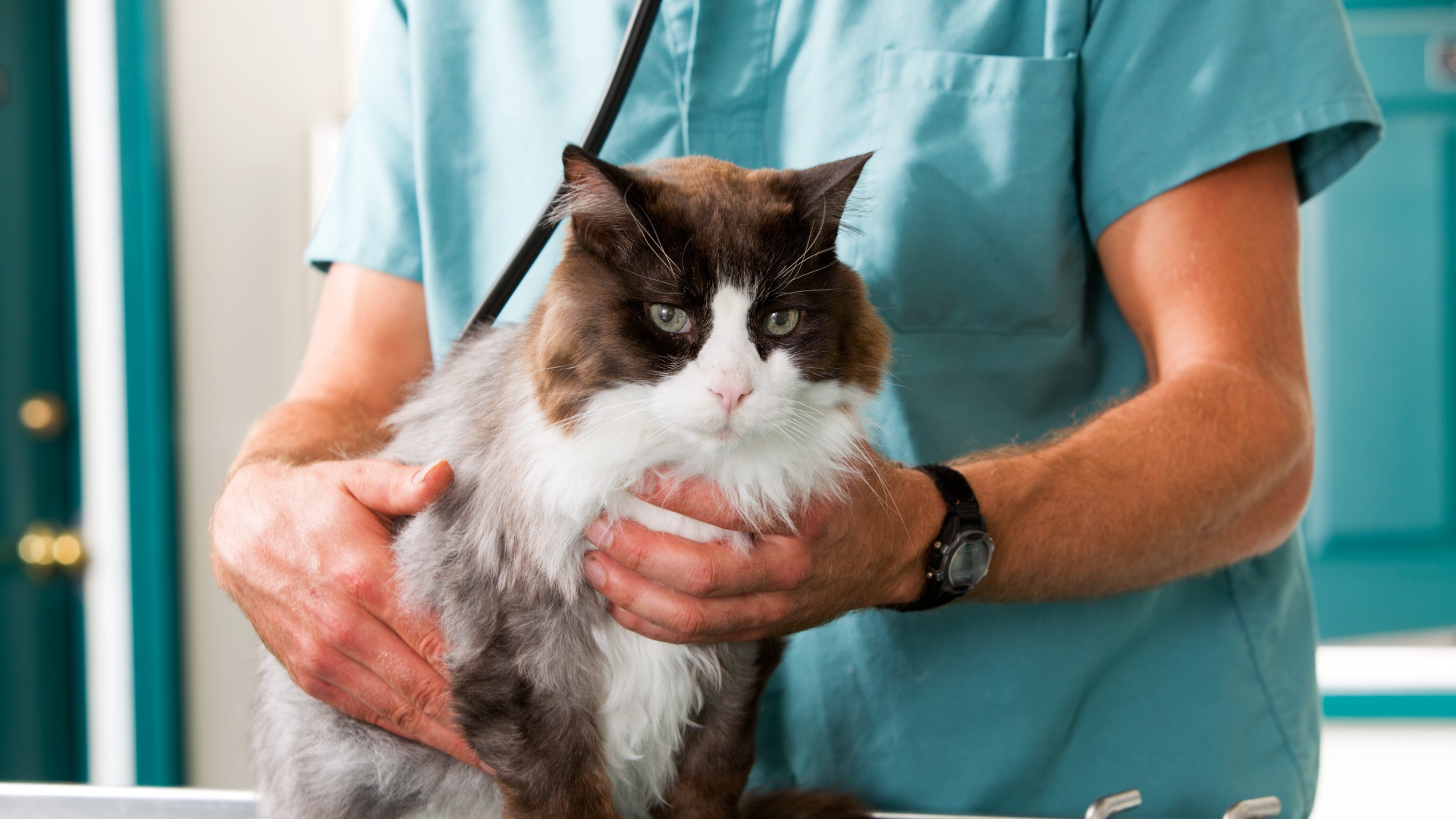 cat_inspection_hands_vet_treatment_78446_1920x1080